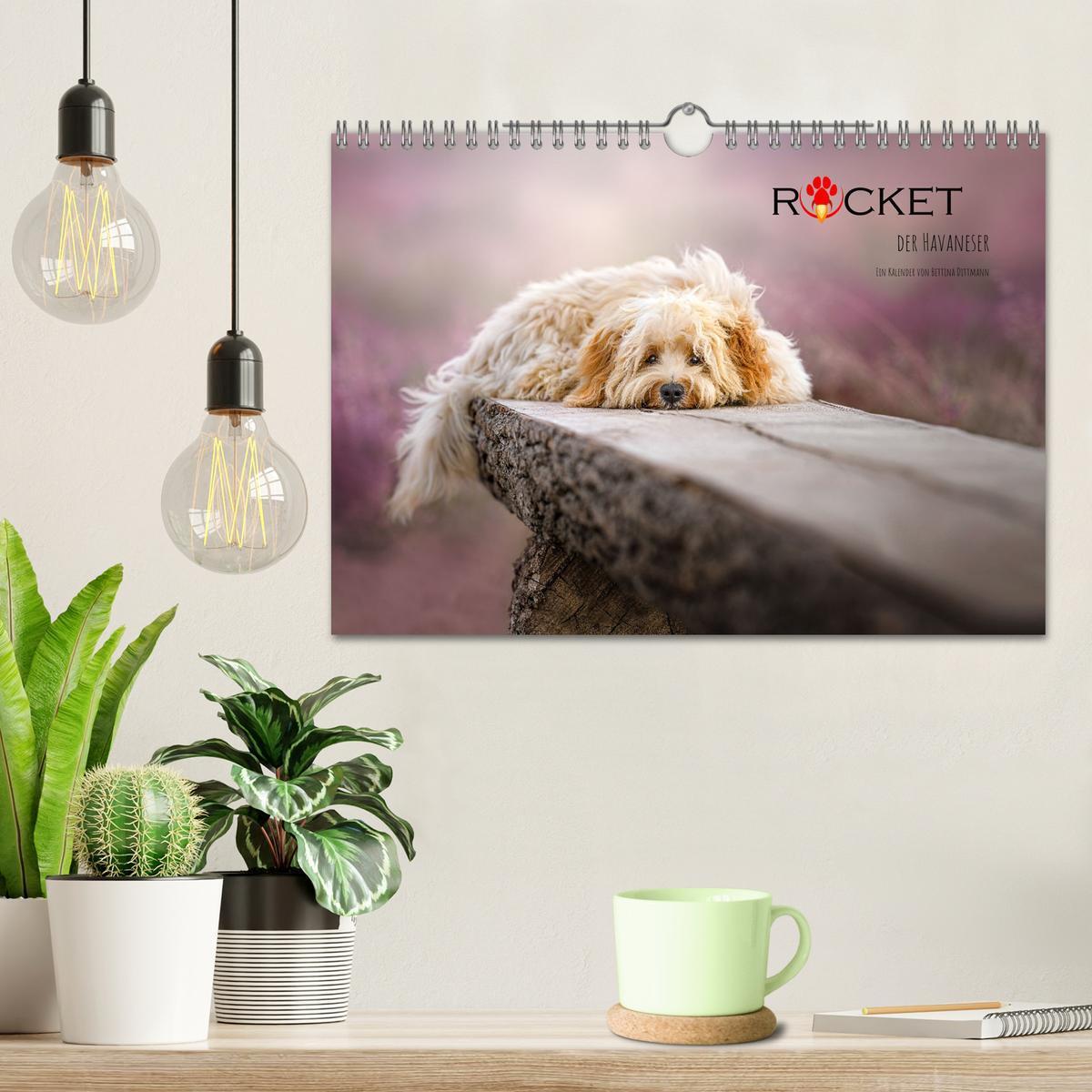 Bild: 9783435034086 | Rocket der Havaneser (Wandkalender 2025 DIN A4 quer), CALVENDO...