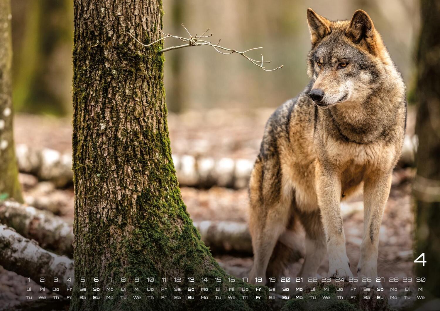 Bild: 9783986734435 | Waldtiere - Heimische Waldbewohner - Der Tierkalender - 2025 -...