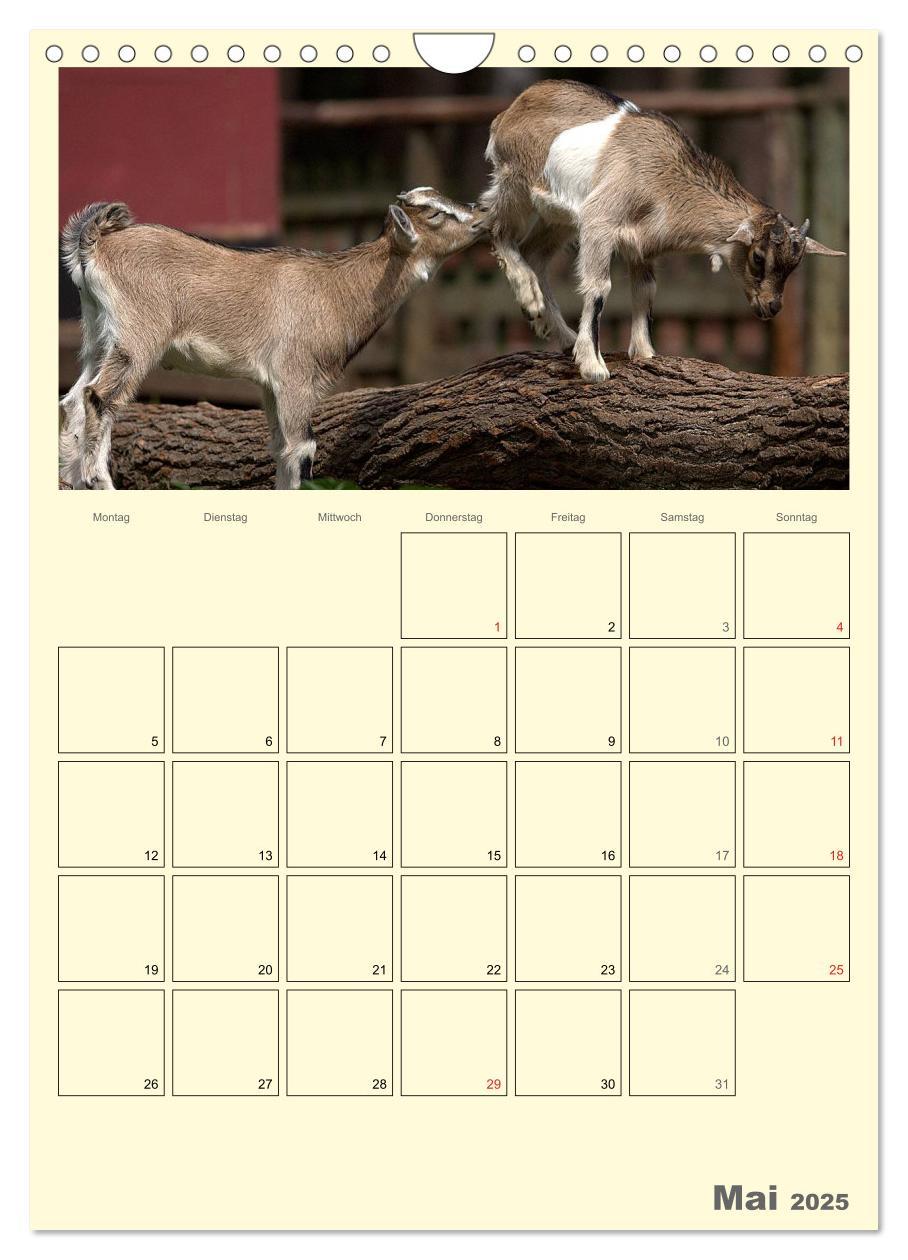 Bild: 9783457015872 | Zwergziegen (Wandkalender 2025 DIN A4 hoch), CALVENDO Monatskalender