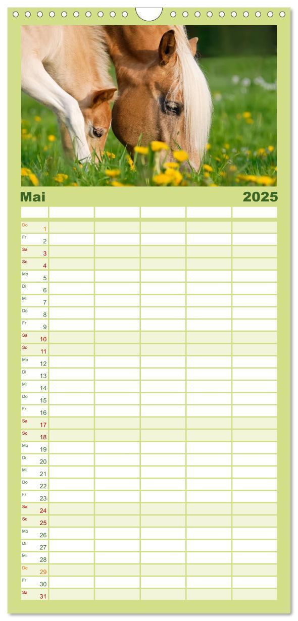 Bild: 9783457110775 | Familienplaner 2025 - Haflinger Fohlen mit 5 Spalten (Wandkalender,...