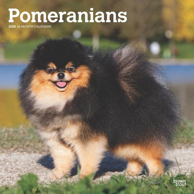 Cover: 9781975477530 | Pomeranians 2025 12 X 24 Inch Monthly Square Wall Calendar...