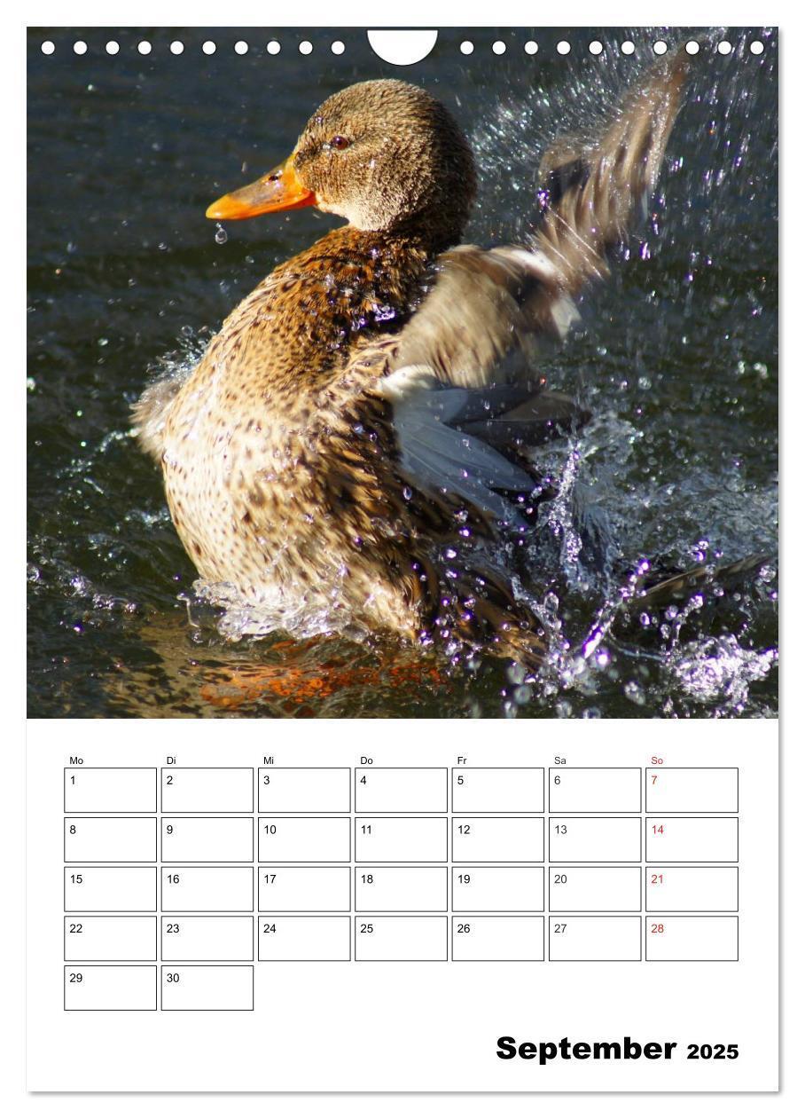 Bild: 9783457011416 | Liebenswerte Enten (Wandkalender 2025 DIN A4 hoch), CALVENDO...