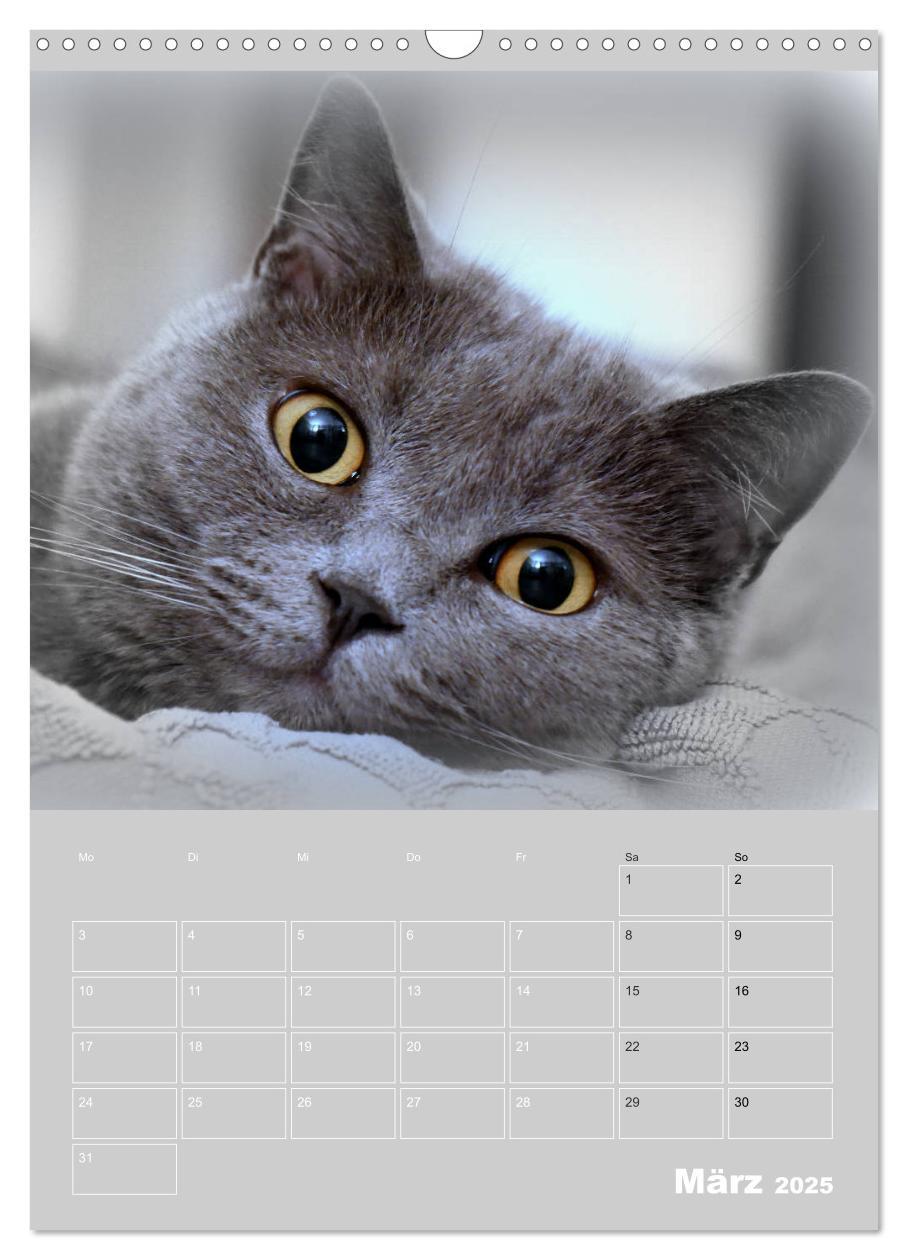 Bild: 9783435992072 | Graue Engel - Britischkurzhaar-Katzen (Wandkalender 2025 DIN A3...