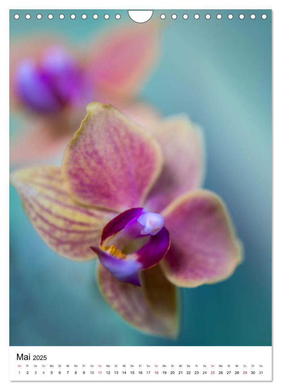 Bild: 9783435961290 | Orchideen (Wandkalender 2025 DIN A4 hoch), CALVENDO Monatskalender