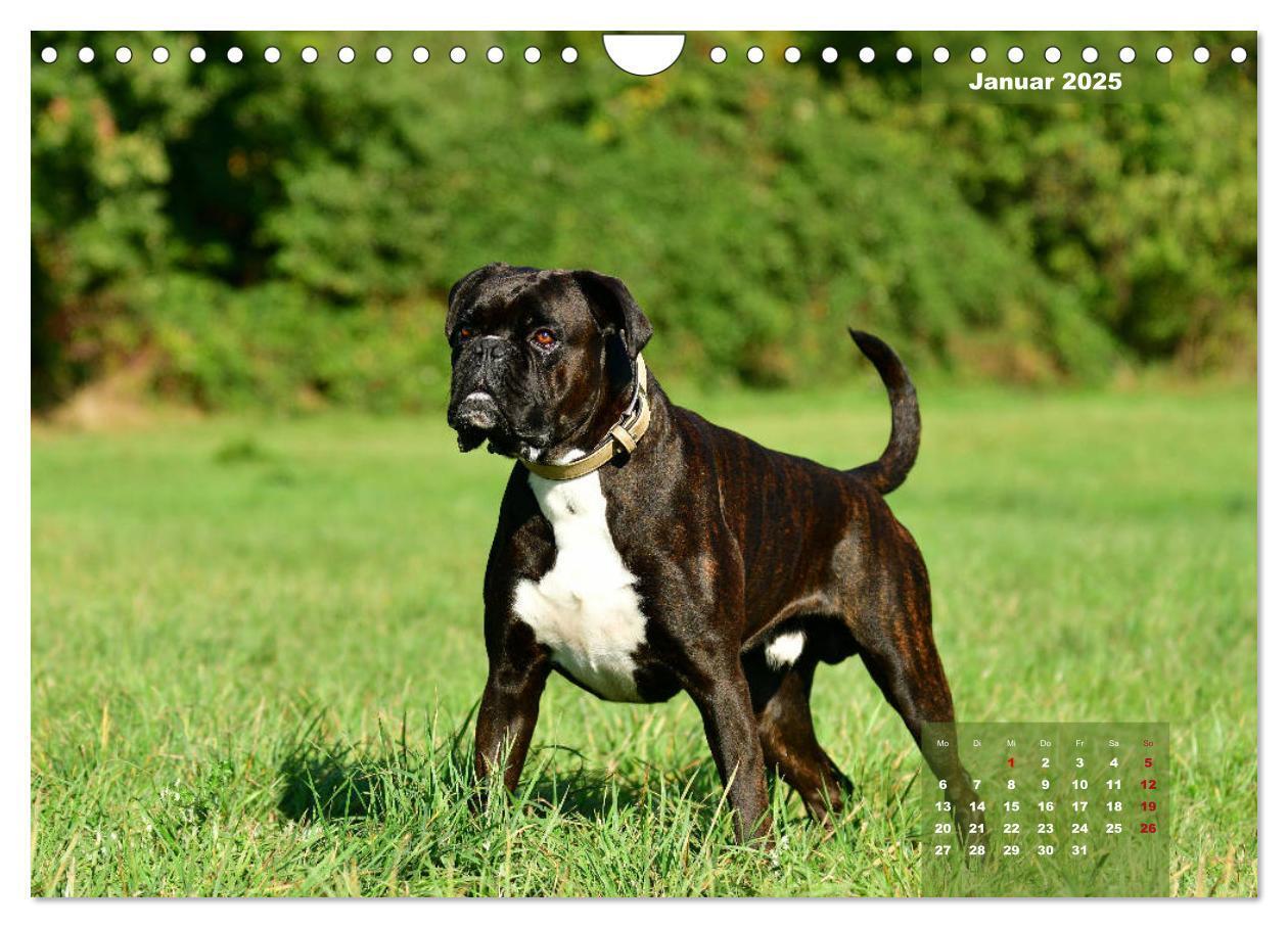 Bild: 9783435179947 | Einmal Boxer - immer Boxer (Wandkalender 2025 DIN A4 quer),...