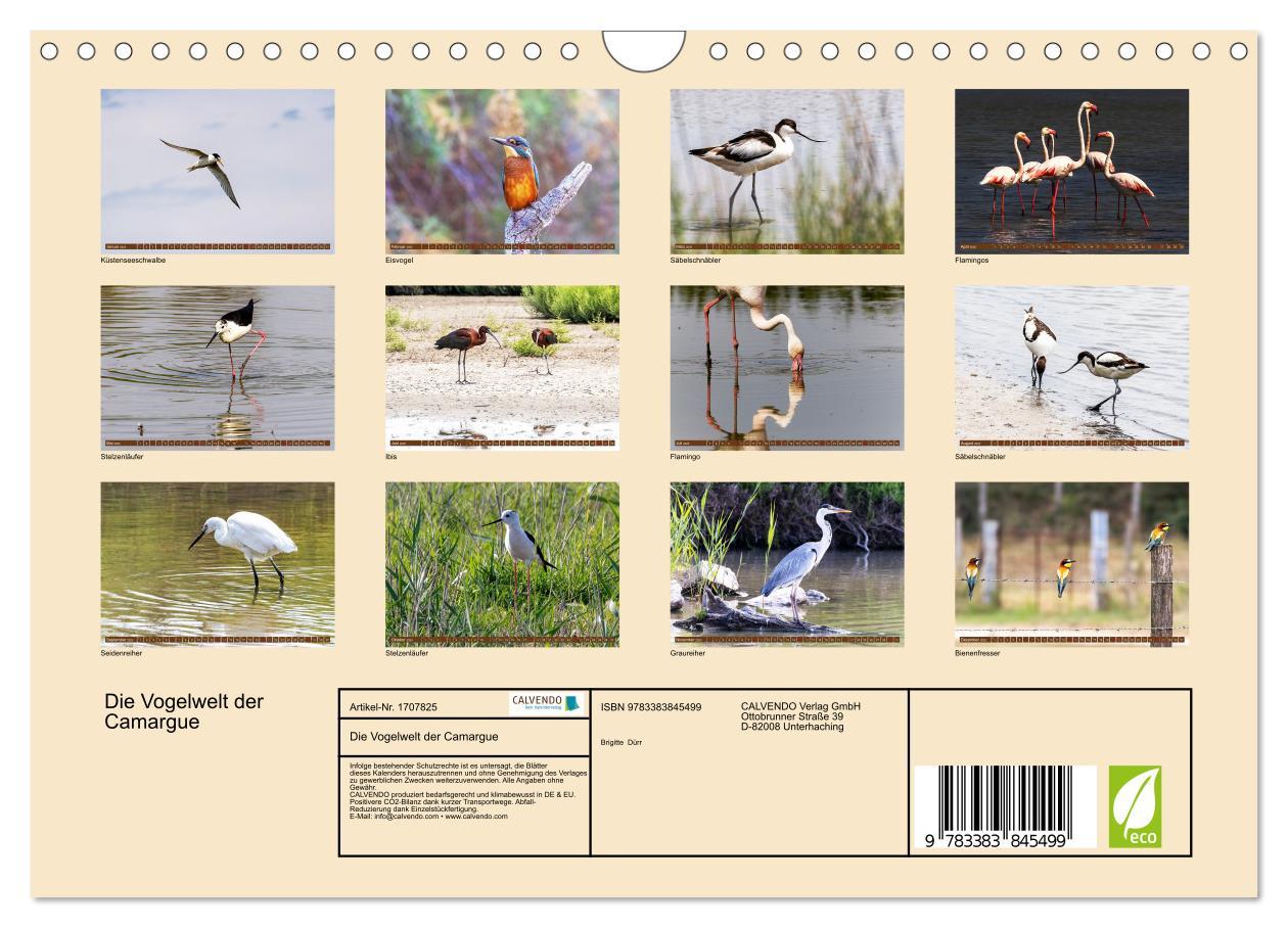 Bild: 9783383845499 | Die Vogelwelt der Camargue (Wandkalender 2025 DIN A4 quer),...