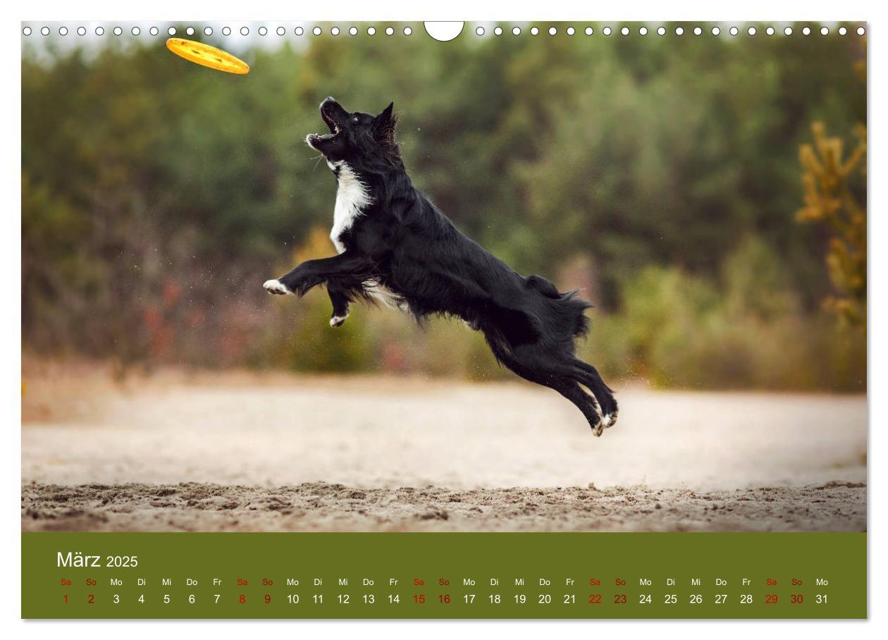 Bild: 9783435233151 | Australian Shepherd - Vielfalt in einer Rasse (Wandkalender 2025...