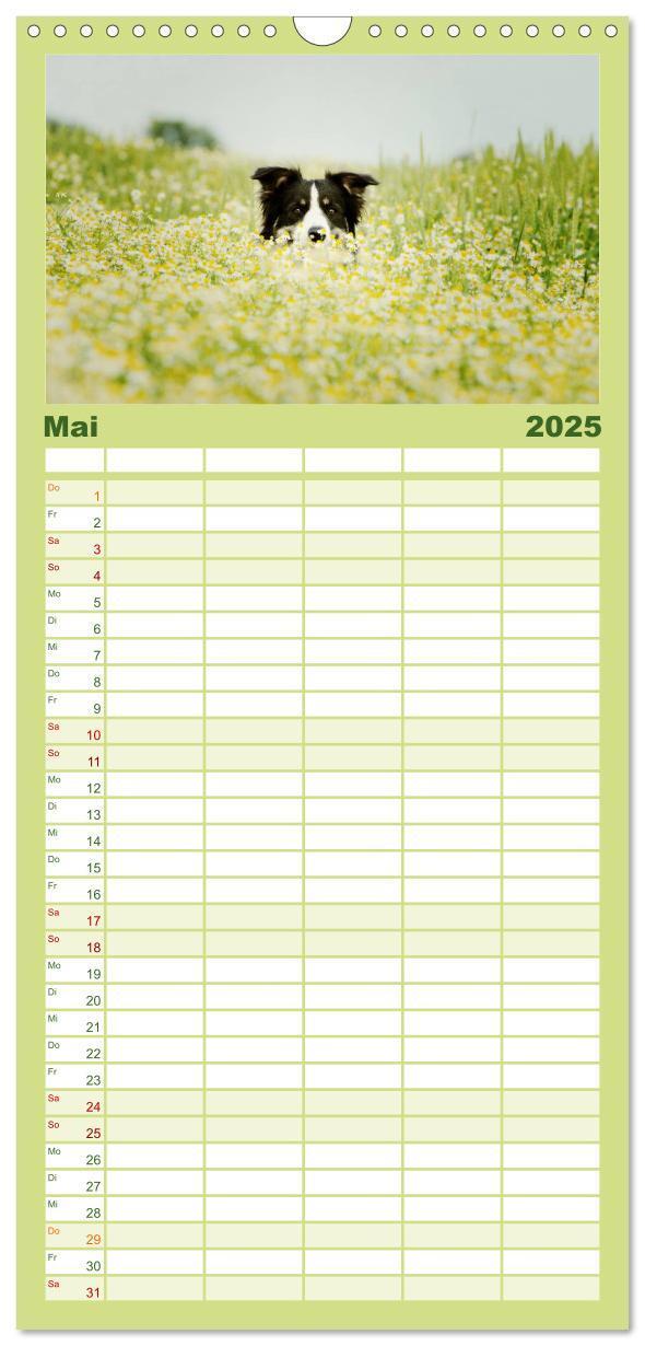 Bild: 9783457110522 | Familienplaner 2025 - Der Bordercollie-Kalender mit 5 Spalten...