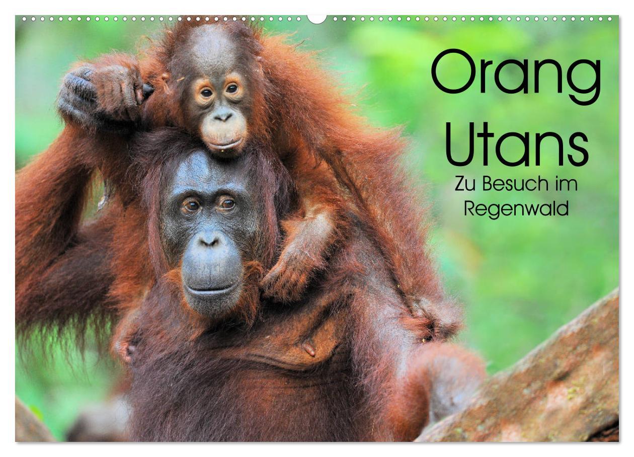 Cover: 9783435227280 | Orang Utans: Zu Besuch im Regenwald (Wandkalender 2025 DIN A2...