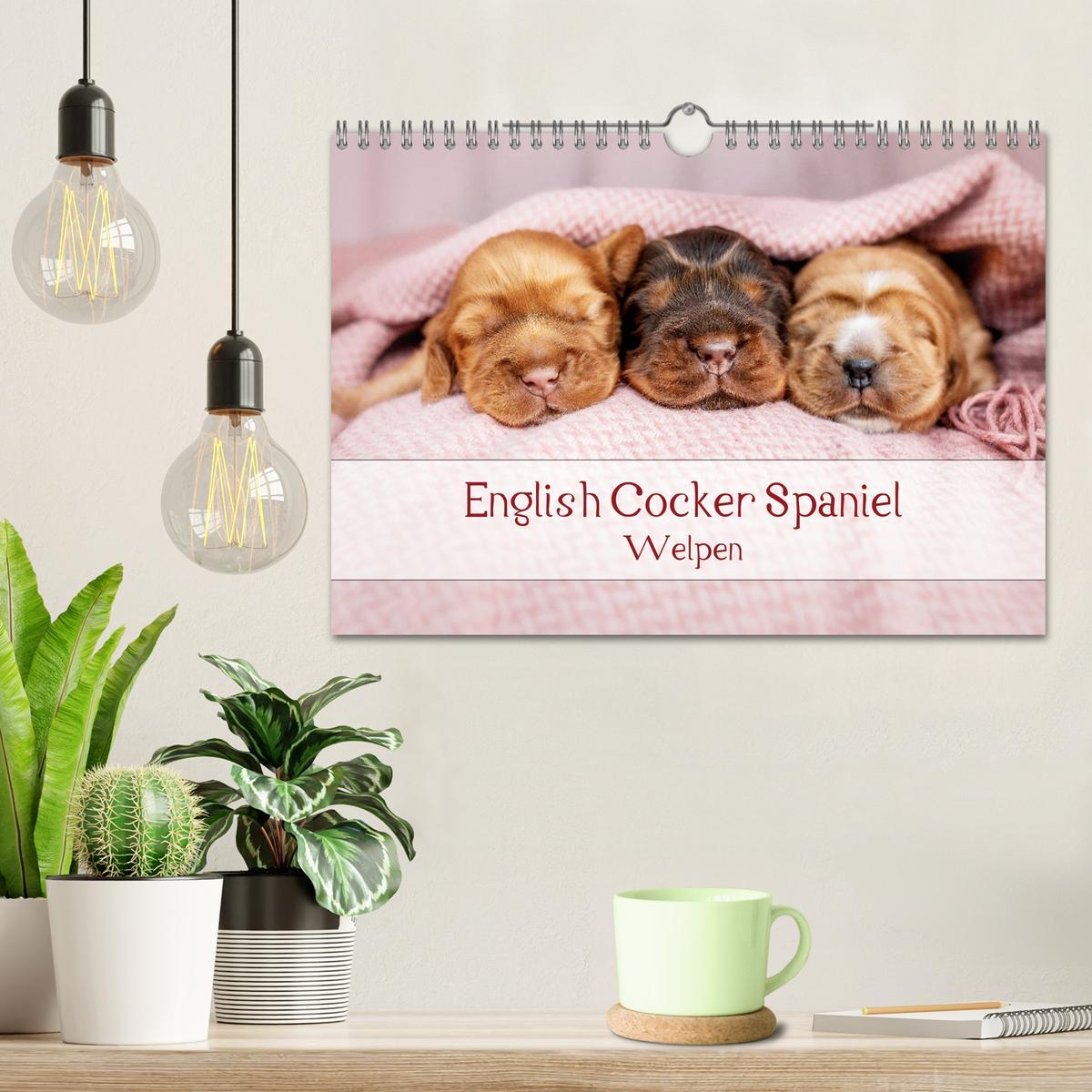 Bild: 9783435119844 | English Cocker Spaniel Welpen (Wandkalender 2025 DIN A4 quer),...