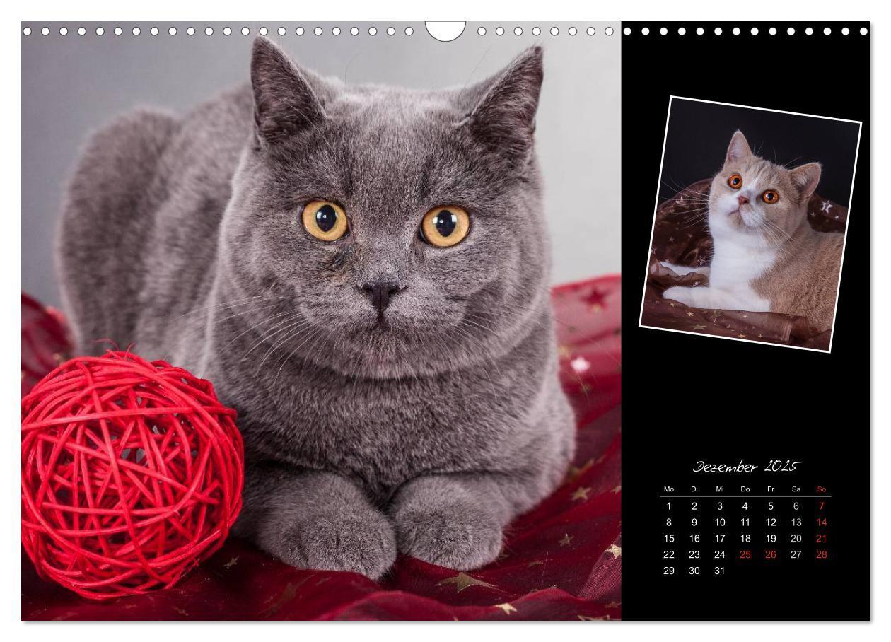 Bild: 9783435772926 | Britisch Kurzhaar Katzen (Wandkalender 2025 DIN A3 quer), CALVENDO...