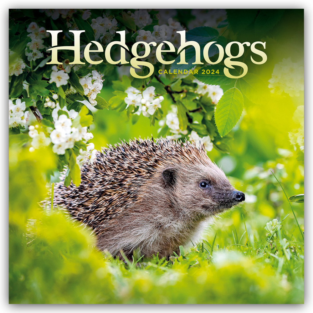 Cover: 9781529835588 | Hedgehogs - Igel 2024 | Carousel Calendar | Kalender | Geheftet | 2024