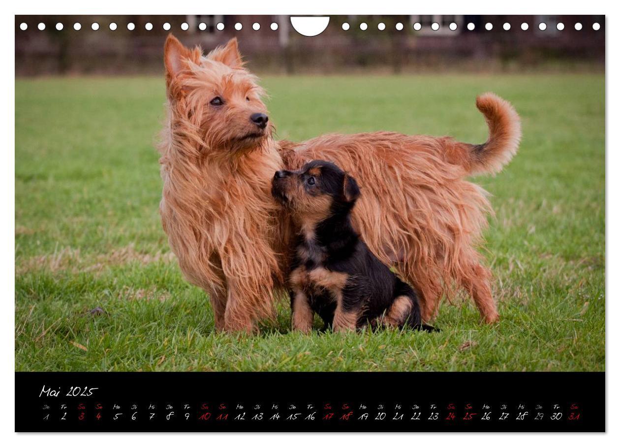 Bild: 9783435662555 | Australian Terrier Welpen (Wandkalender 2025 DIN A4 quer), CALVENDO...