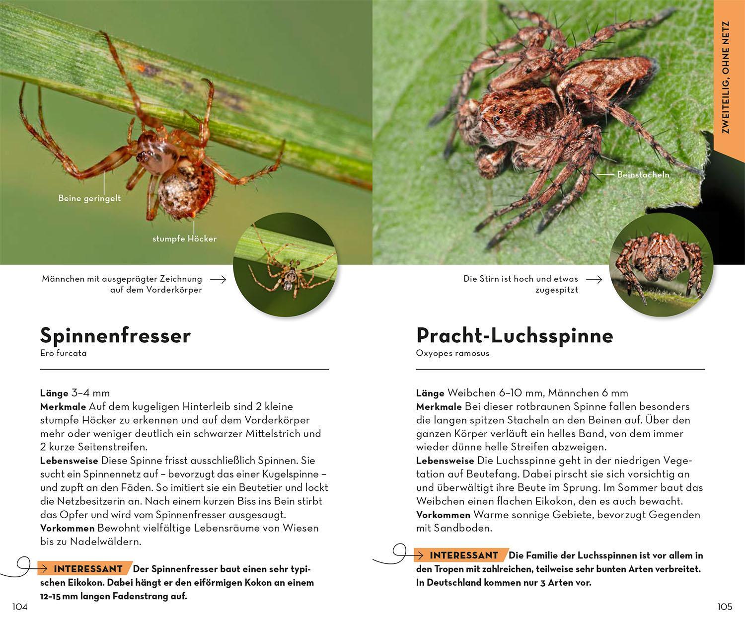 Bild: 9783440176870 | Basic Spinnen | 98 Arten einfach und sicher erkennen | Lars Wilker