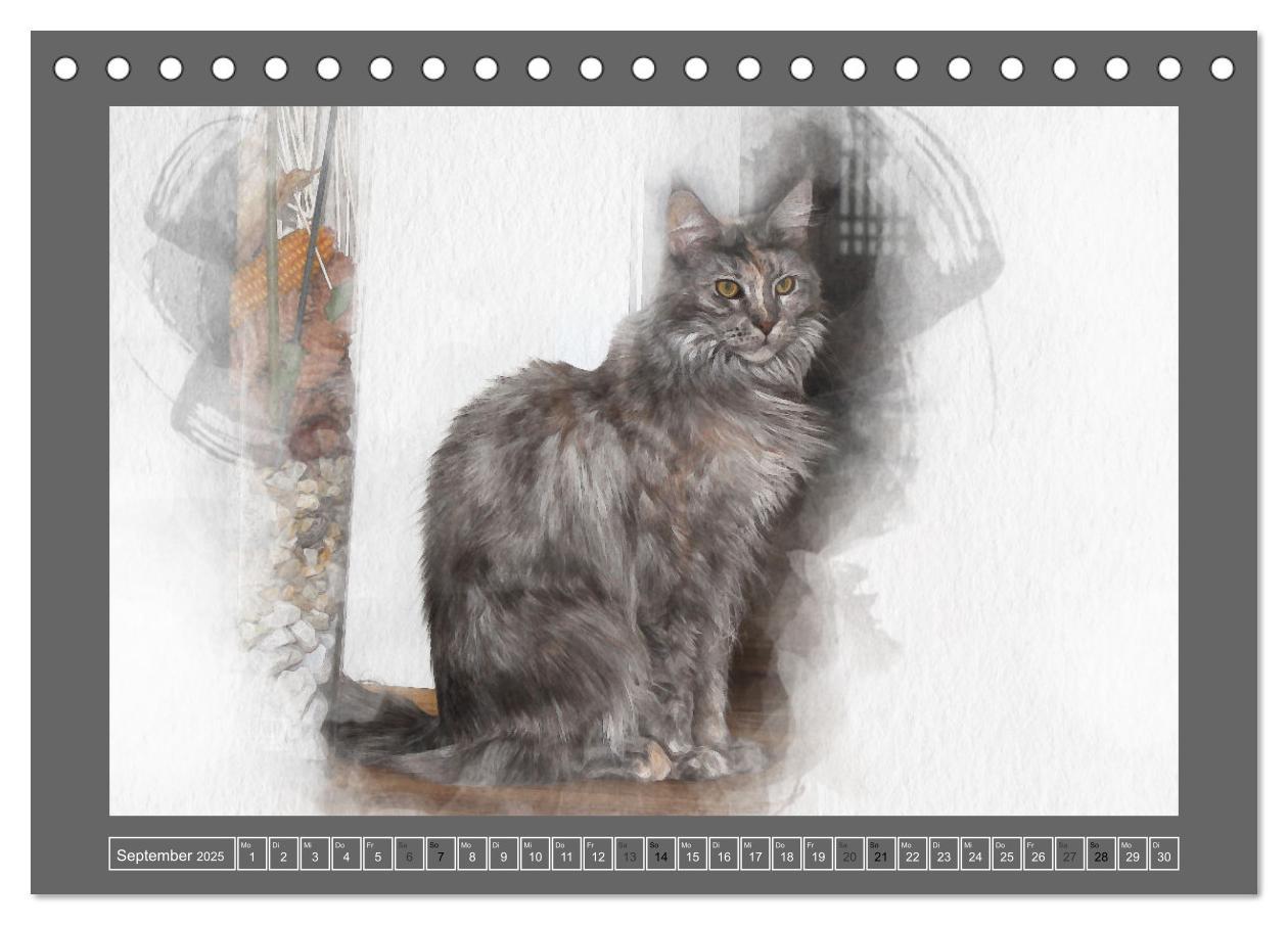 Bild: 9783435023615 | Maine Coon Aquarelle (Tischkalender 2025 DIN A5 quer), CALVENDO...