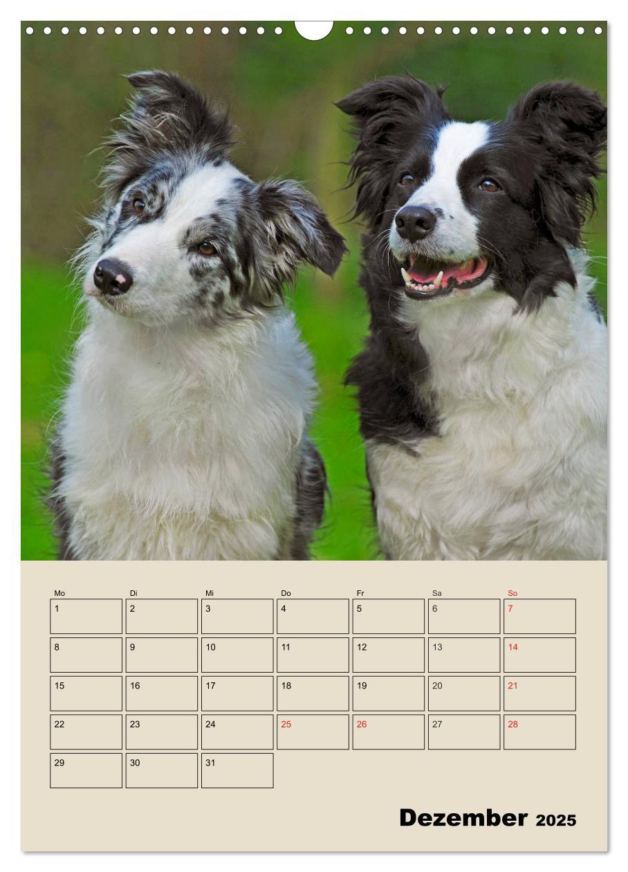 Bild: 9783435959204 | Border Collie - Ein Familienplaner (Wandkalender 2025 DIN A3 hoch),...