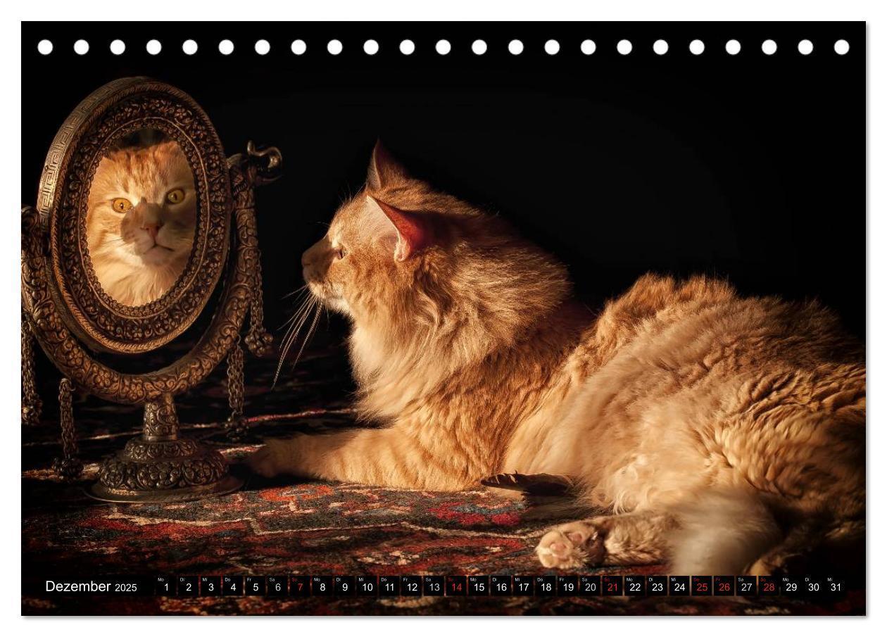 Bild: 9783435632053 | KATZEN Beautys (Tischkalender 2025 DIN A5 quer), CALVENDO...