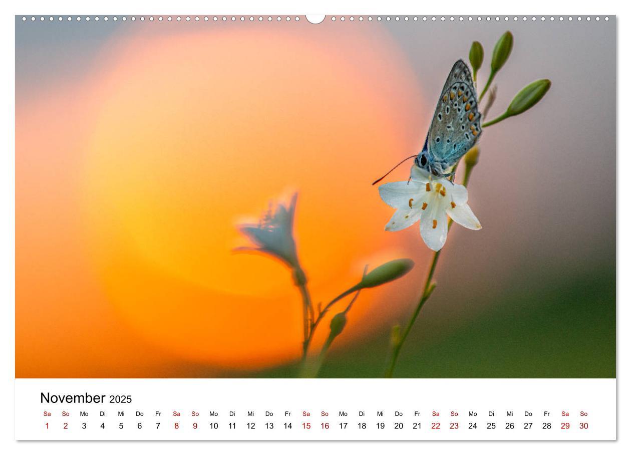 Bild: 9783435163885 | Oberbayerischer Insekten Kalender (hochwertiger Premium...