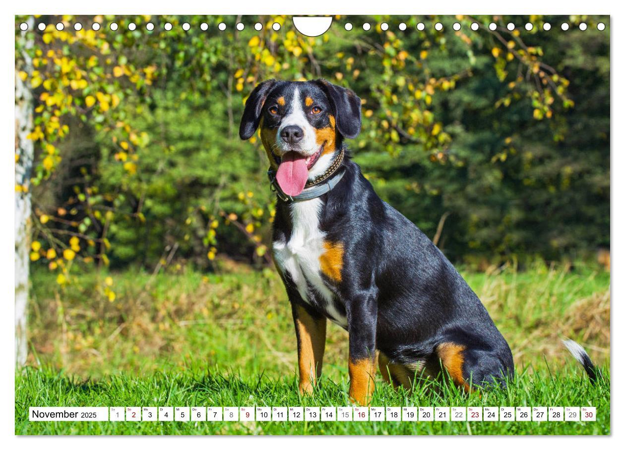 Bild: 9783435313518 | Mein bester Freund - Entlebucher Sennenhund (Wandkalender 2025 DIN...