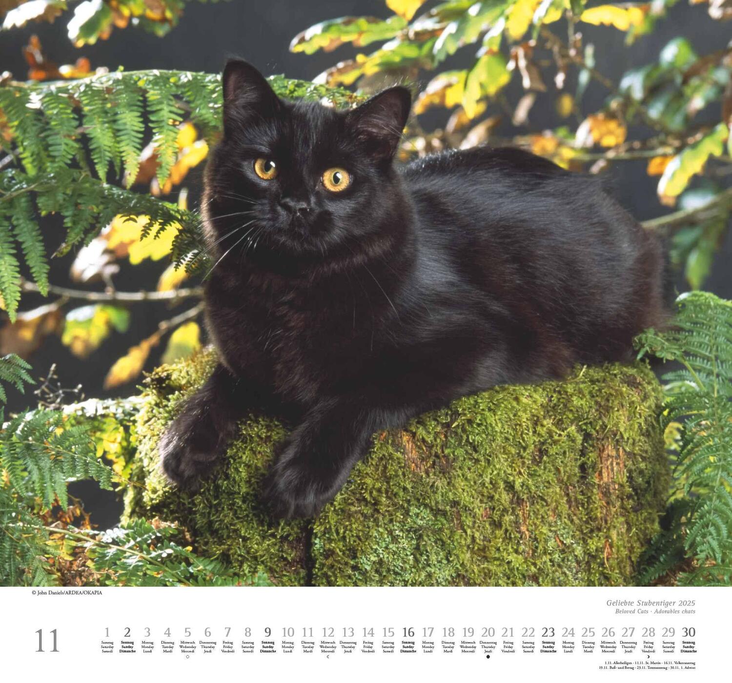 Bild: 4250809652498 | Geliebte Stubentiger 2025 - DUMONT Wandkalender - mit den...