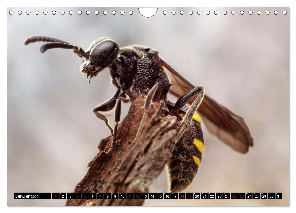 Bild: 9783435340965 | Faszination Makrofotografie: Wespen und Bienen (Wandkalender 2025...