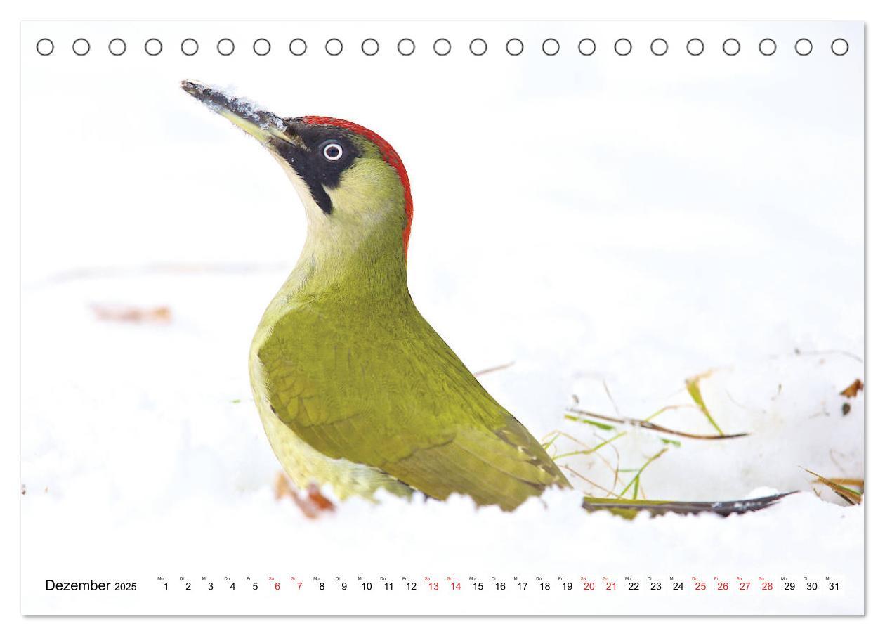 Bild: 9783435636792 | Steckbriefe einheimischer Vögel (Tischkalender 2025 DIN A5 quer),...