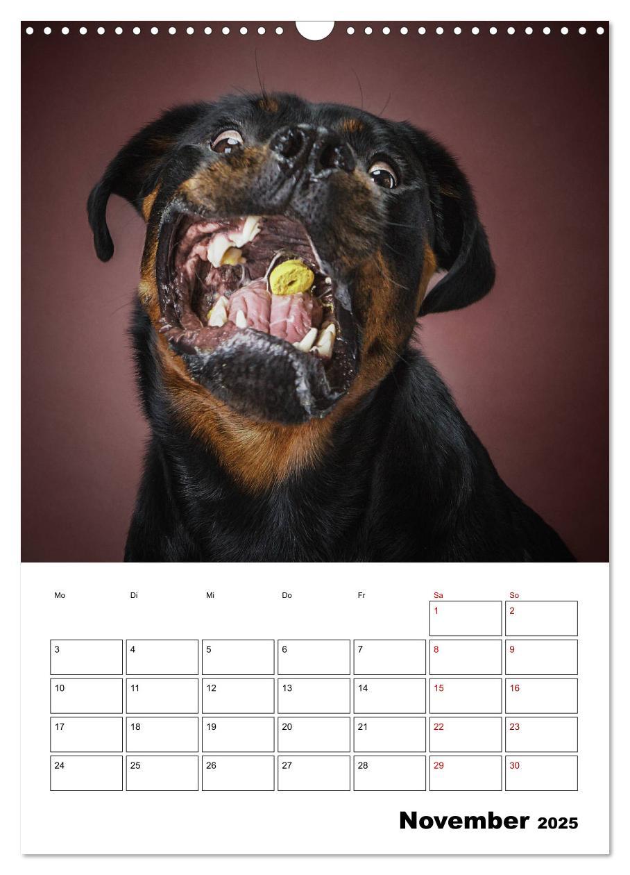 Bild: 9783435981458 | Fang das Leckerli (Wandkalender 2025 DIN A3 hoch), CALVENDO...