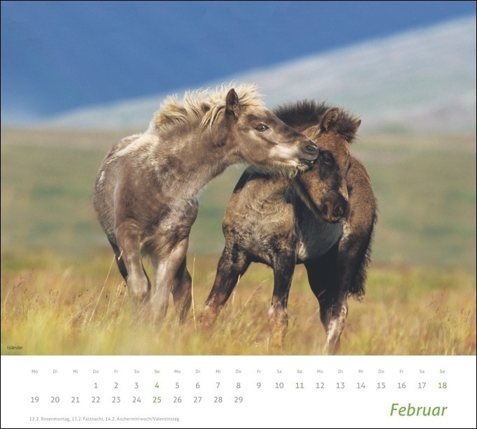 Bild: 9783756401130 | Pferde Bildkalender 2024. Tierkalender für Pferdefreunde. Kalender...