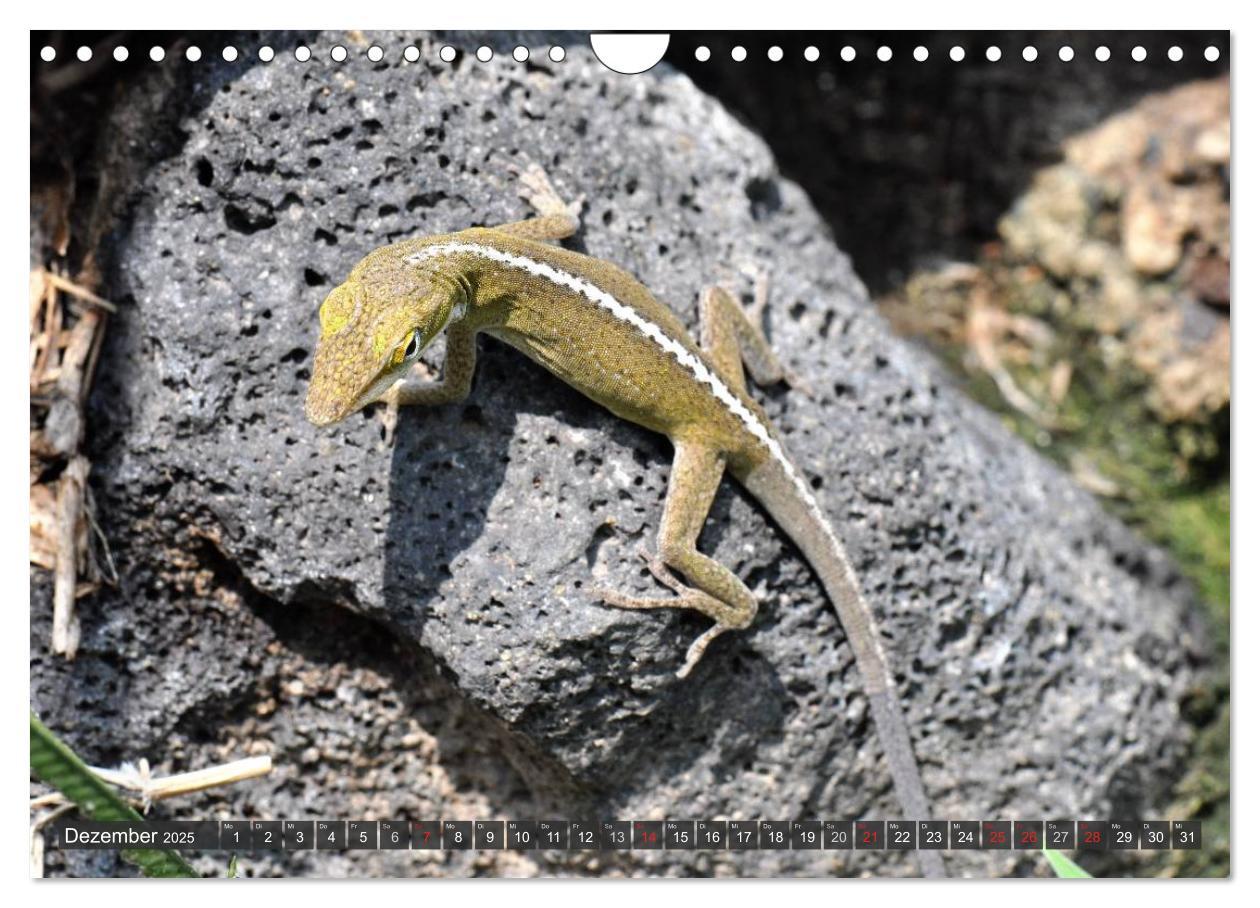 Bild: 9783435793471 | Wilde Fauna - Reptilien (Wandkalender 2025 DIN A4 quer), CALVENDO...