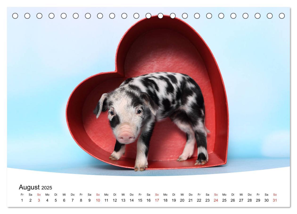 Bild: 9783435332663 | Niedliche Ferkel lovely piglets 2025 (Tischkalender 2025 DIN A5...