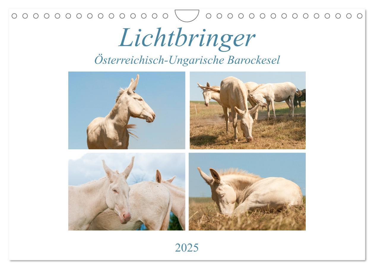 Cover: 9783435180981 | Lichtbringer - Österreichisch-Ungarische Barockesel (Wandkalender...