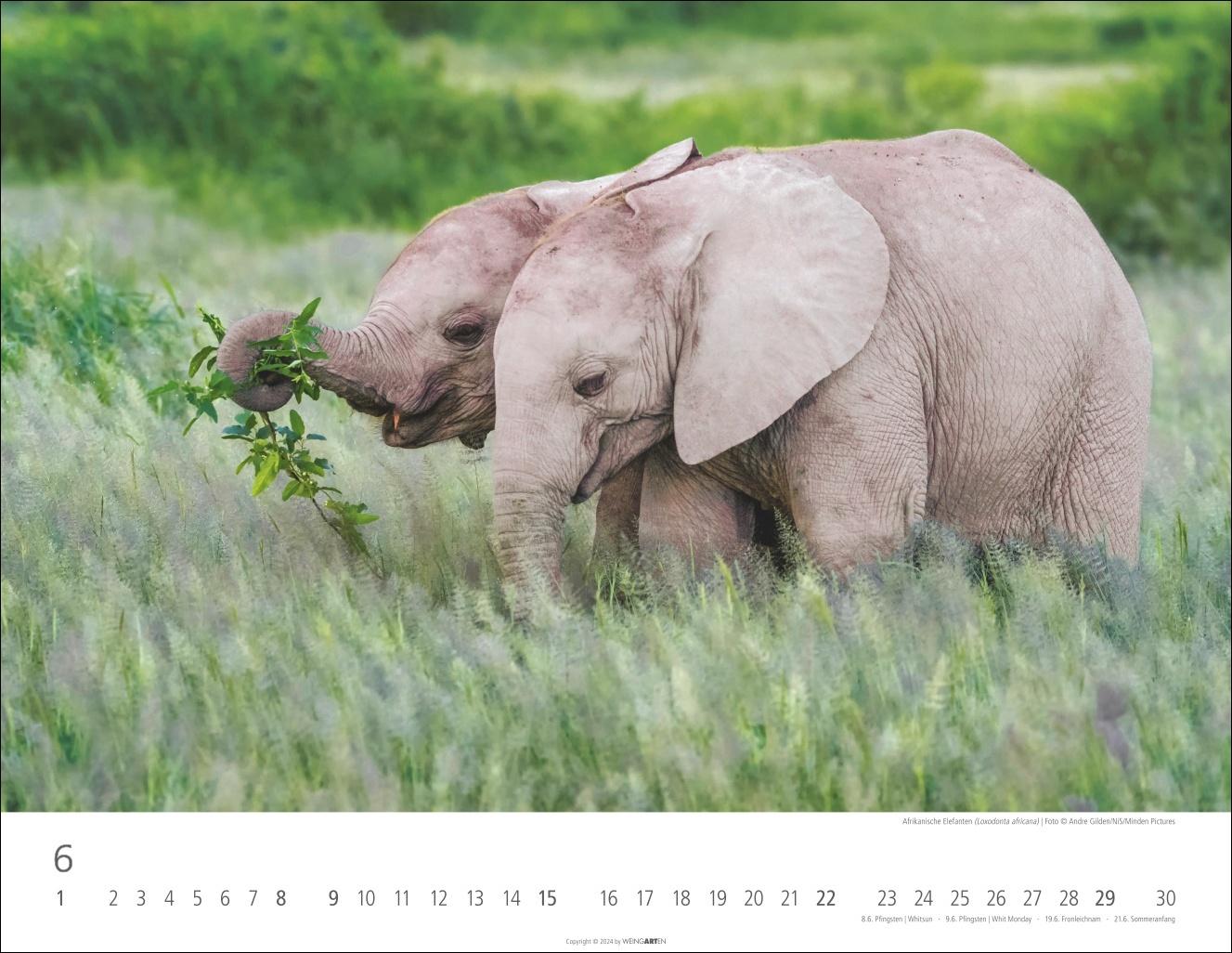 Bild: 9783839901533 | Elefantenbabys Kalender 2025 | Kalender | Tierkalender Weingarten