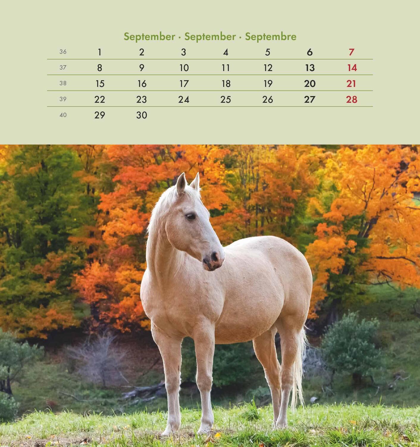 Bild: 4251732342302 | Pferde 2025 - Postkartenkalender 16x17 cm - Horses - zum Aufstellen...