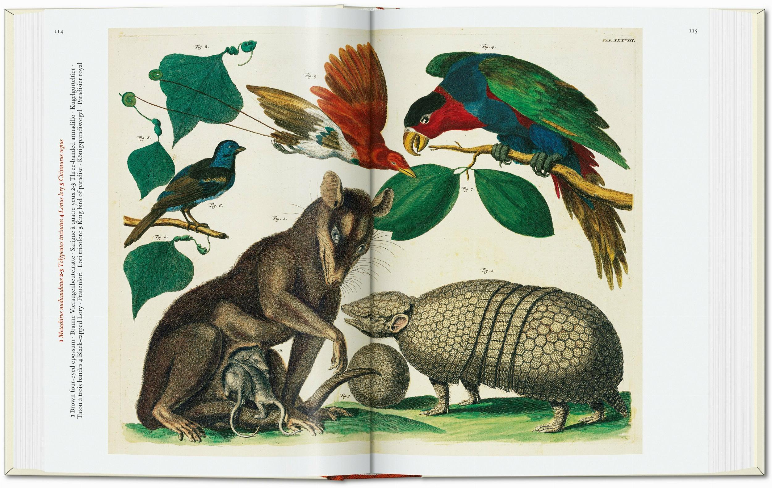 Bild: 9783836587884 | Seba. Cabinet of Natural Curiosities. 40th Ed. | Albertus Seba | Buch