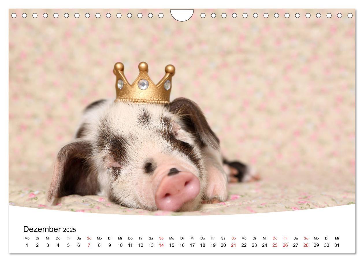 Bild: 9783435333943 | Niedliche Ferkel lovely piglets 2025 (Wandkalender 2025 DIN A4...