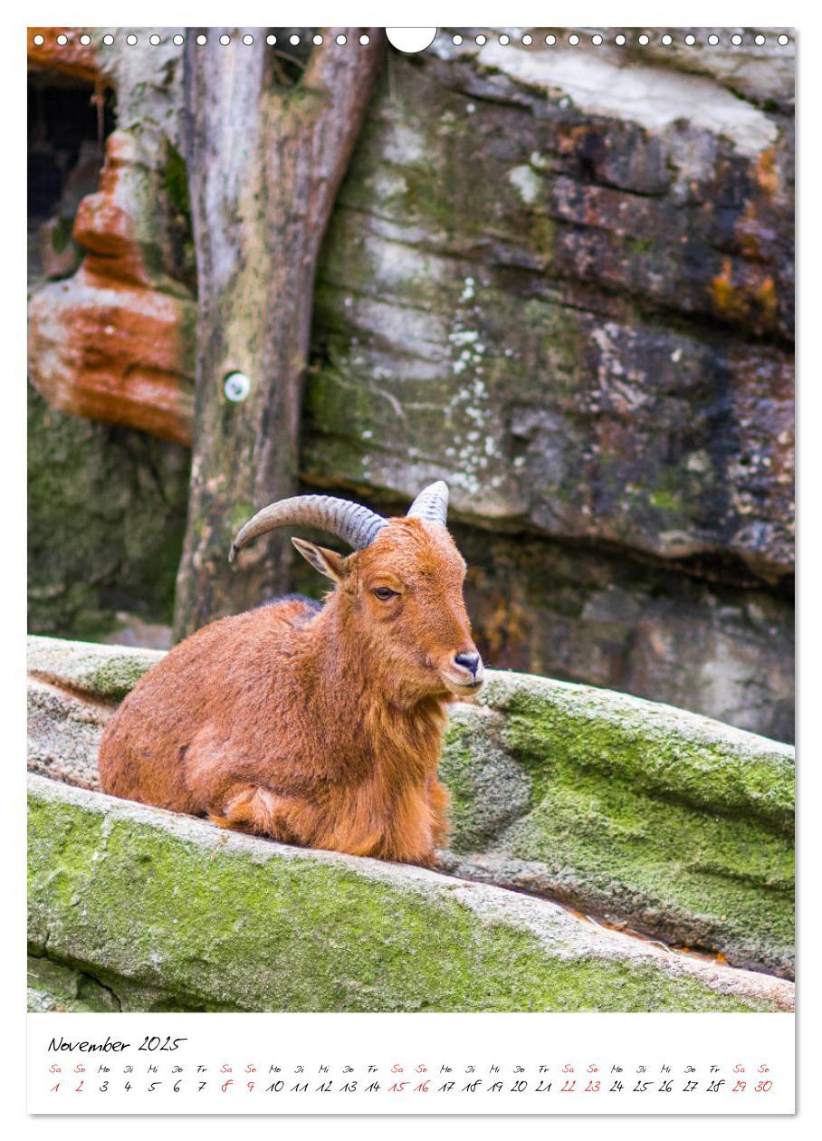 Bild: 9783435968480 | Tierwelten - aus dem ältesten Tiergarten der Welt (Wandkalender...