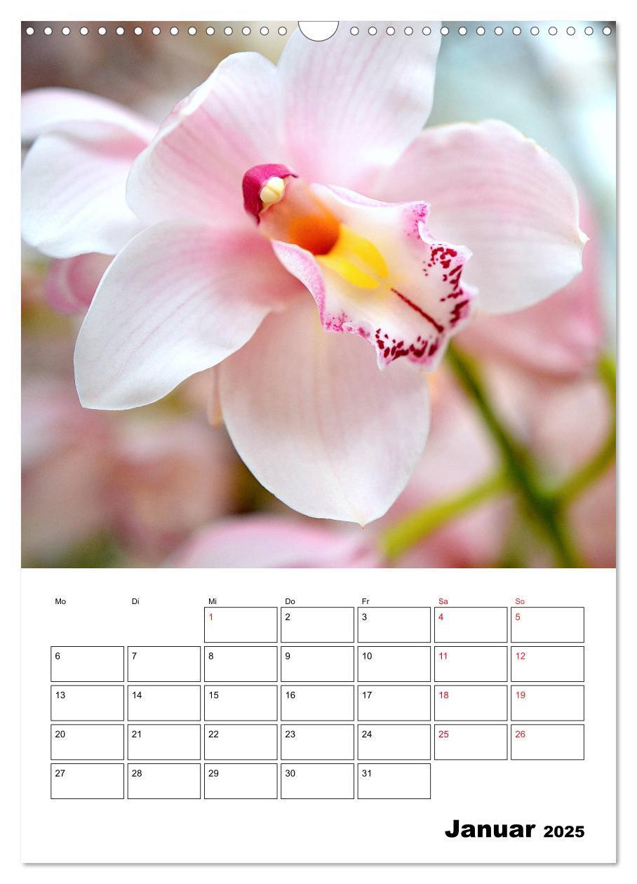 Bild: 9783435977499 | Orchideen - Tropische Schönheiten (Wandkalender 2025 DIN A3 hoch),...