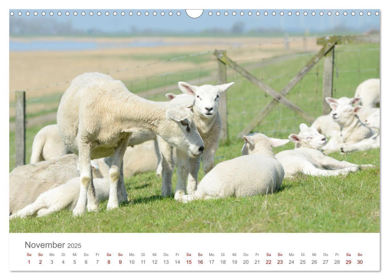 Bild: 9783435052370 | Lämmer auf dem Deich (Wandkalender 2025 DIN A3 quer), CALVENDO...