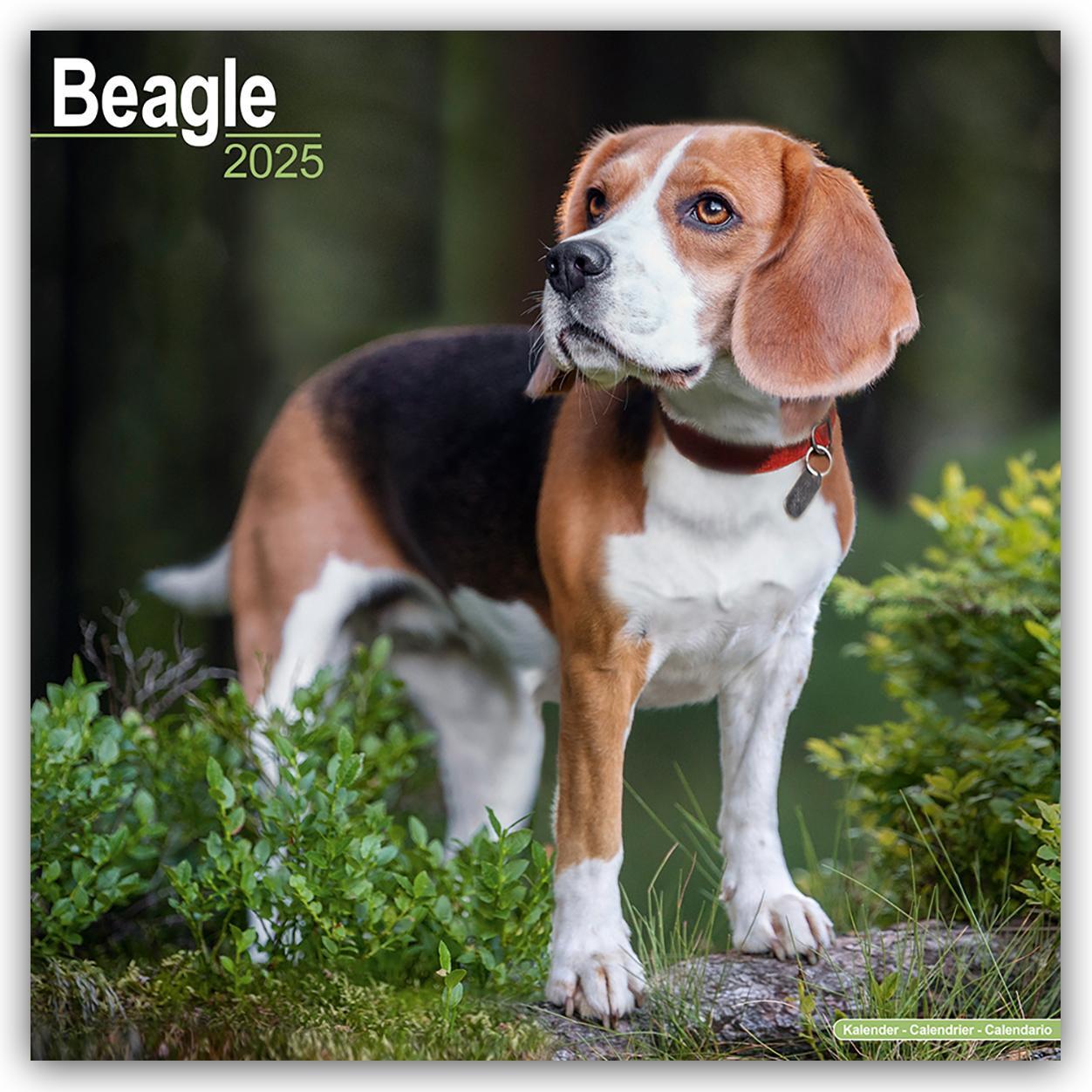 Cover: 9781804603109 | Beagle 2025 - 16-Monatskalender | Avonside Publishing Ltd | Kalender