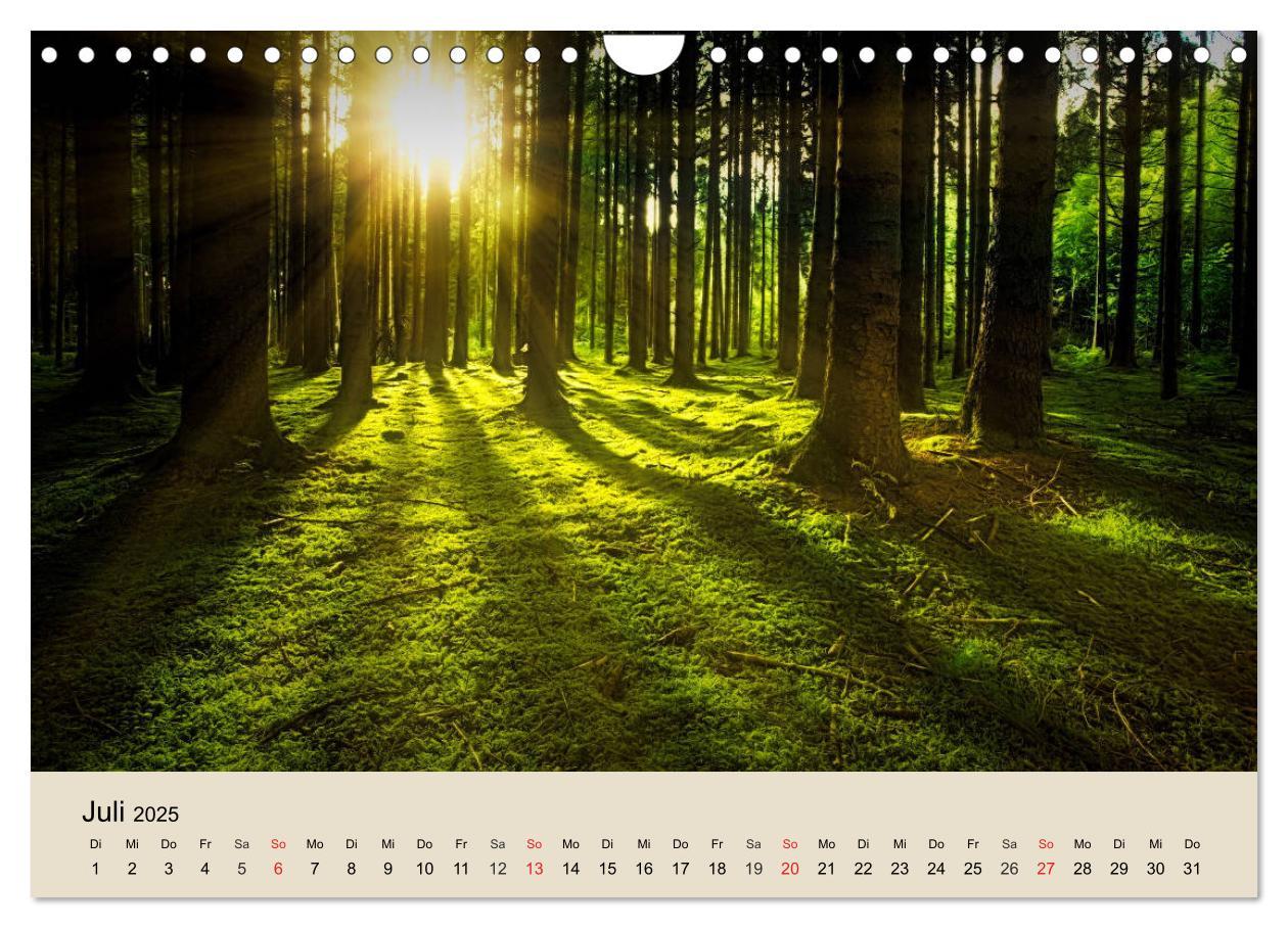 Bild: 9783435318612 | Der Wald. Durch zauberhafte Waldlandschaften (Wandkalender 2025 DIN...