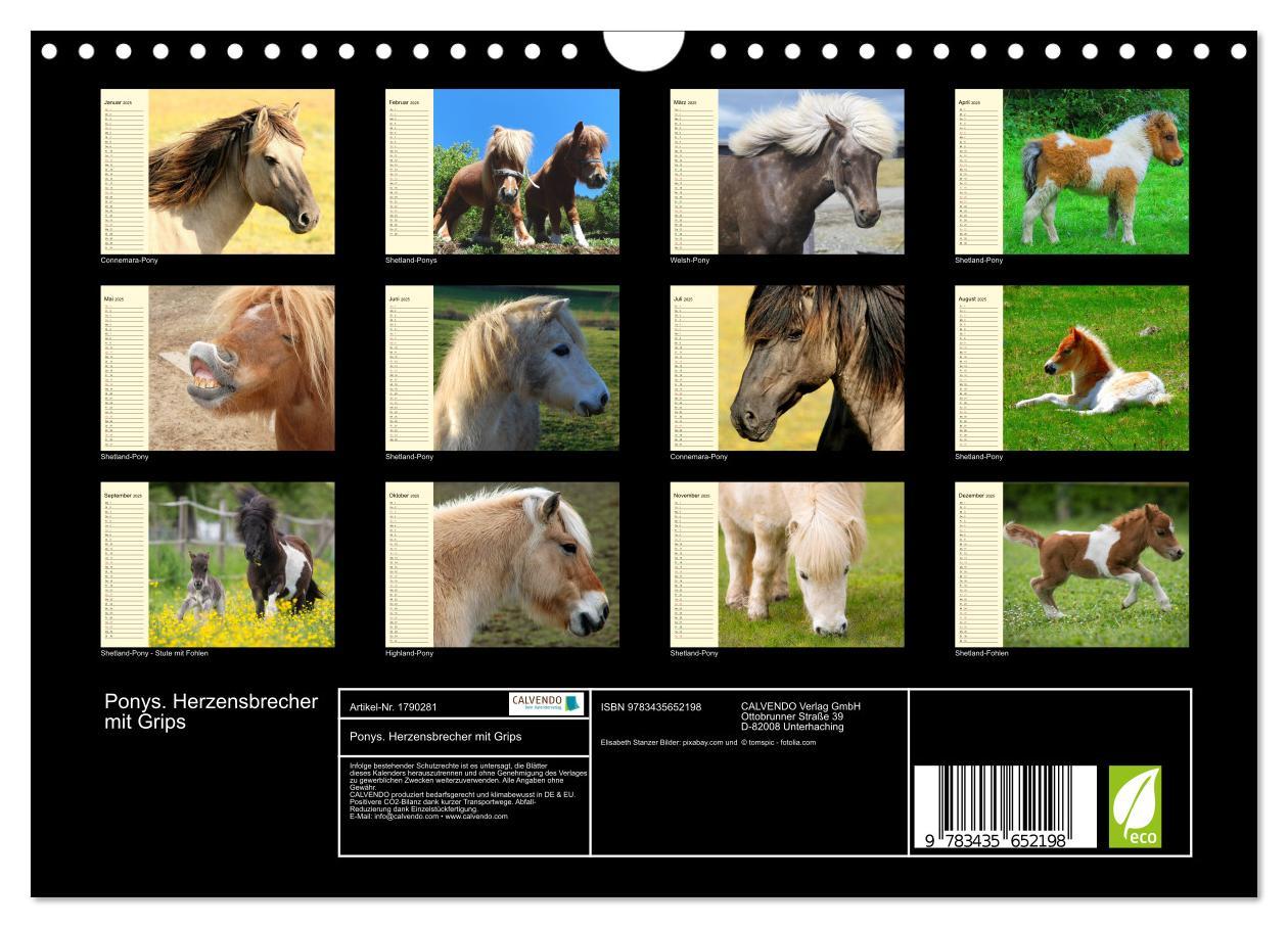 Bild: 9783435652198 | Ponys. Herzensbrecher mit Grips (Wandkalender 2025 DIN A4 quer),...