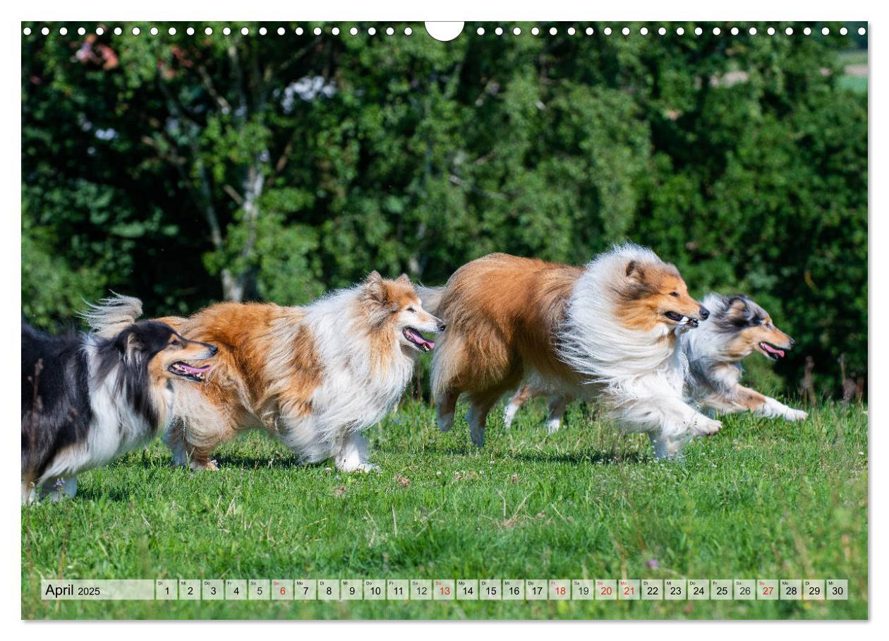 Bild: 9783435312146 | Collie - Das Glück hat 4 Pfoten (Wandkalender 2025 DIN A3 quer),...