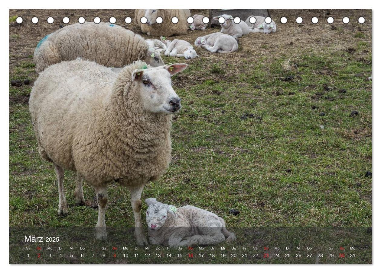 Bild: 9783435514793 | Texel - Meine Insel (Tischkalender 2025 DIN A5 quer), CALVENDO...