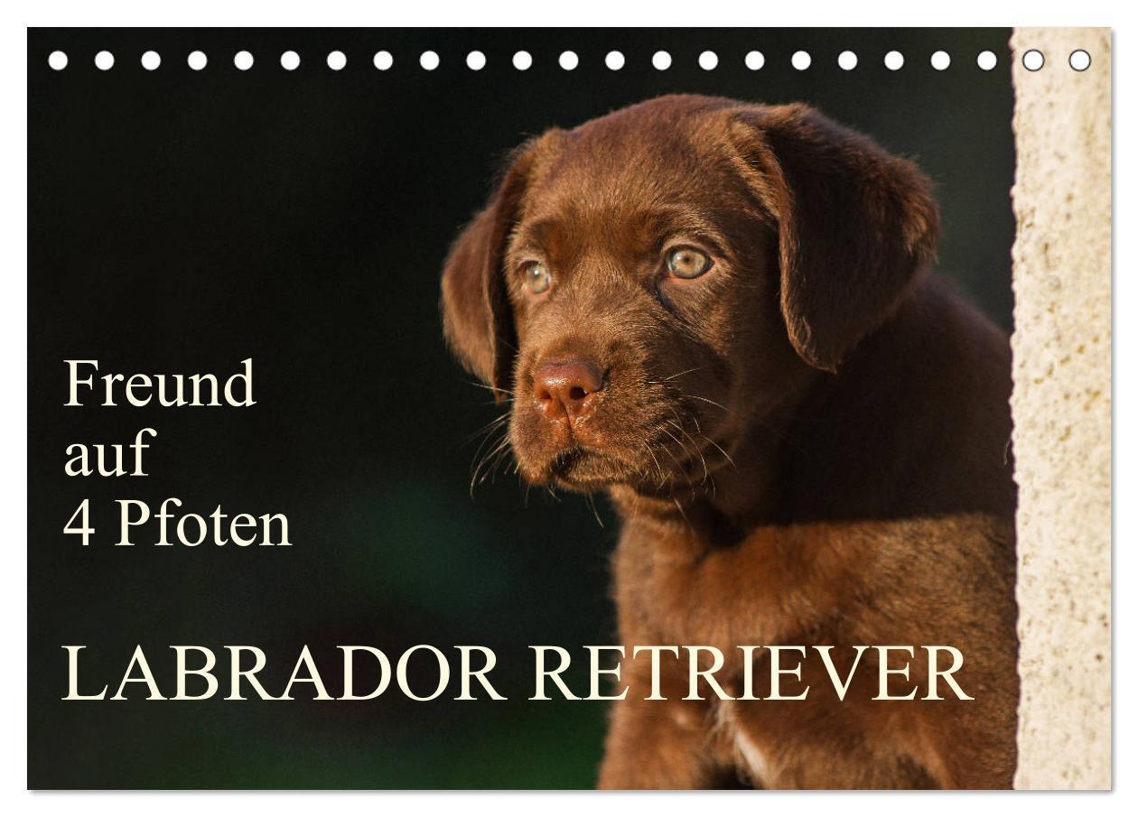 Cover: 9783383100123 | Freund auf 4 Pfoten - Labrador Retriever (Tischkalender 2024 DIN A5...