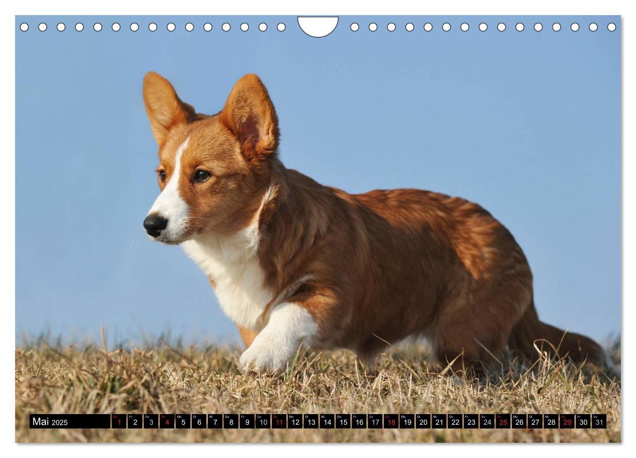 Bild: 9783435671168 | Welsh Corgi - Kobold auf 4 Pfoten (Wandkalender 2025 DIN A4 quer),...