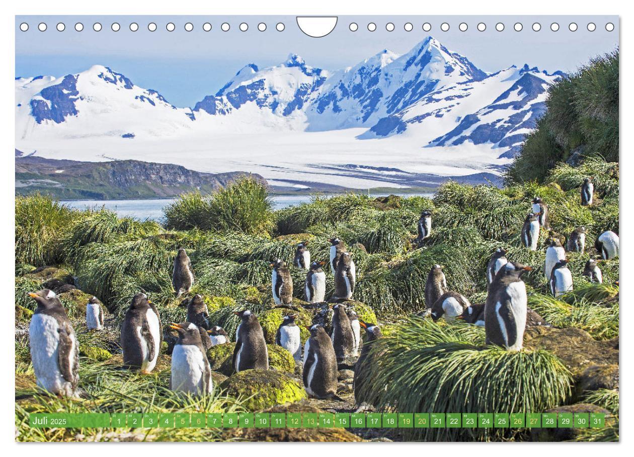 Bild: 9783457197929 | Pinguine: Gehupft wie gesprungen (Wandkalender 2025 DIN A4 quer),...