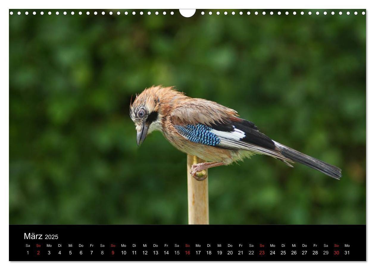 Bild: 9783435626144 | Singvögel in Deutschland (Wandkalender 2025 DIN A3 quer), CALVENDO...