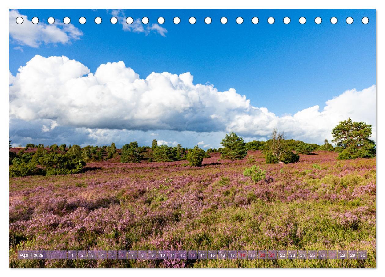 Bild: 9783383831355 | Im Blütenrausch der Lüneburger Heide (Tischkalender 2025 DIN A5...