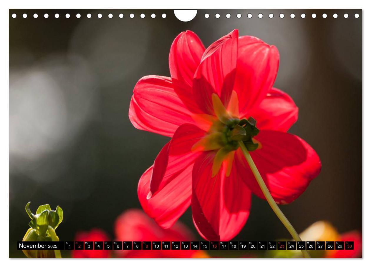 Bild: 9783435664047 | Dahlia - Dahlien (Wandkalender 2025 DIN A4 quer), CALVENDO...