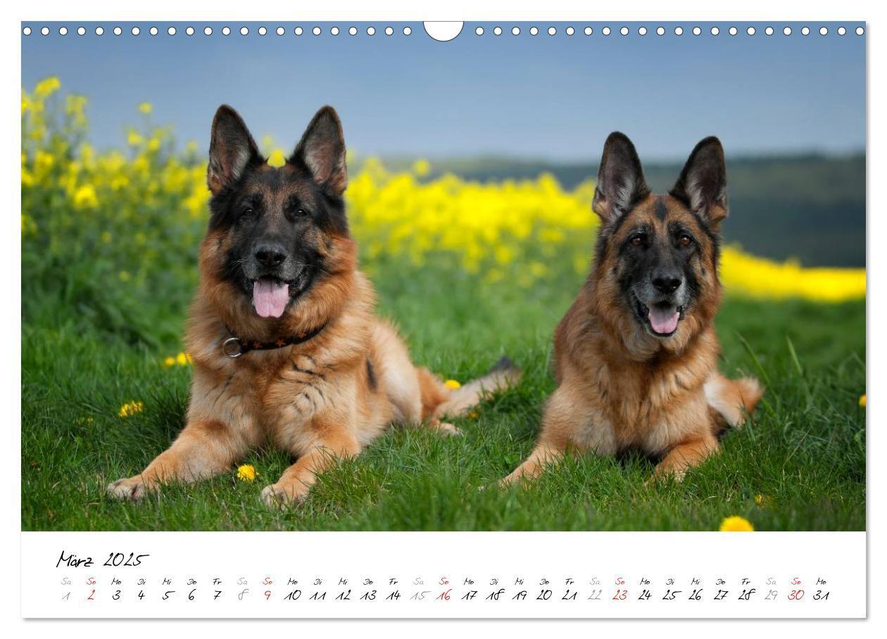 Bild: 9783435495511 | Schäferhunde Seelenhunde (Wandkalender 2025 DIN A3 quer), CALVENDO...